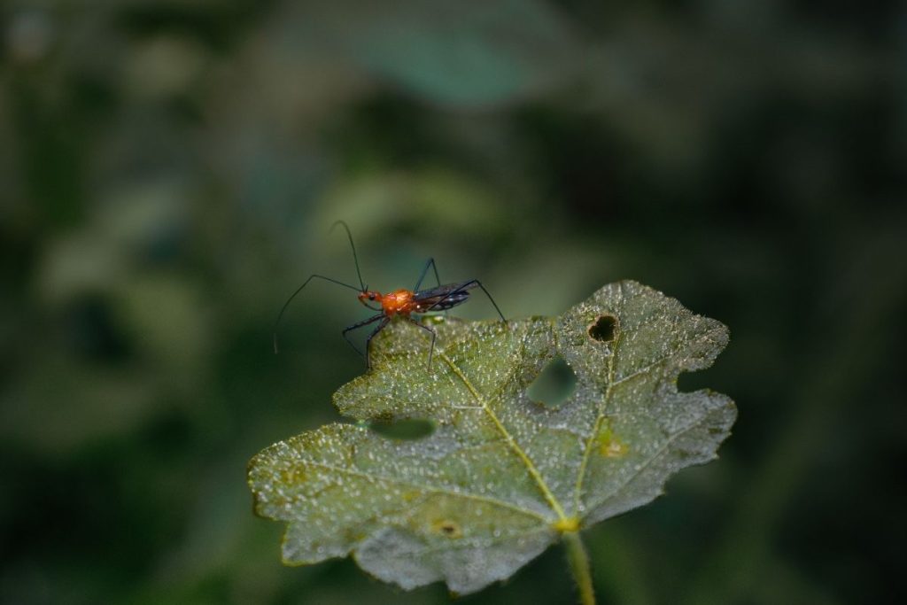 An insect sitting on a green leaf.