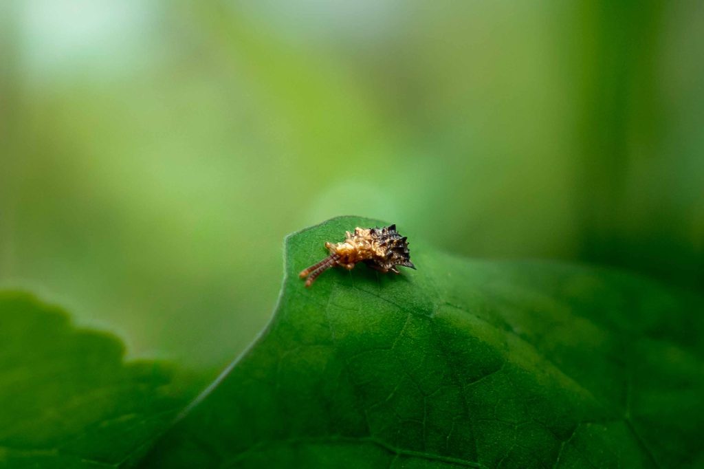 Leaf beetle resting on a leaf