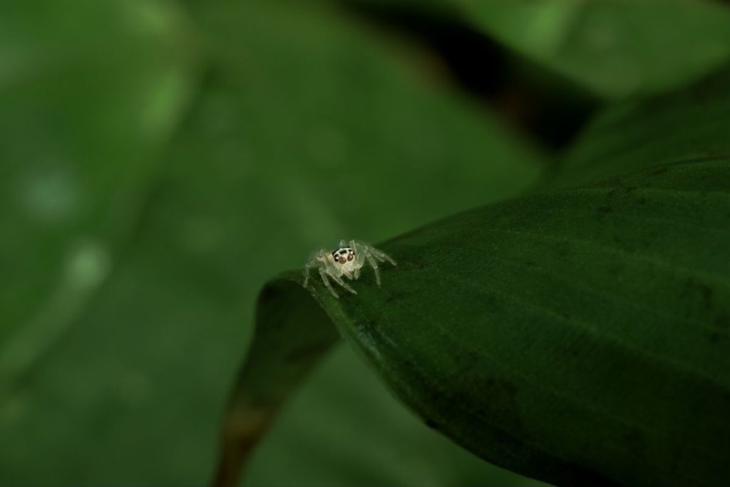 focused jumping spider