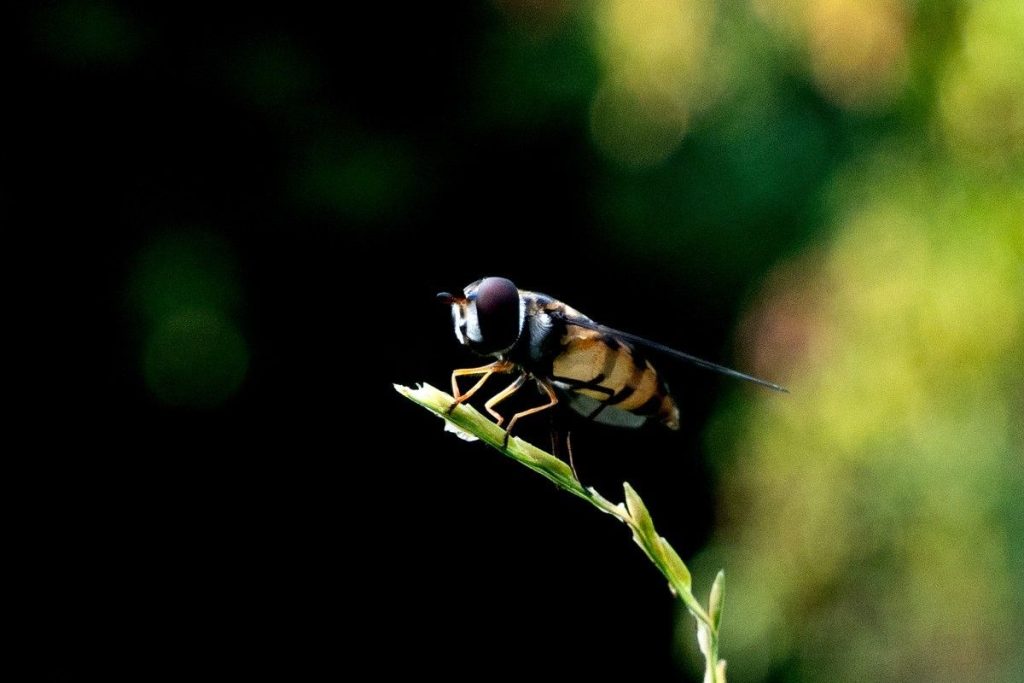 Hoverfly on grass