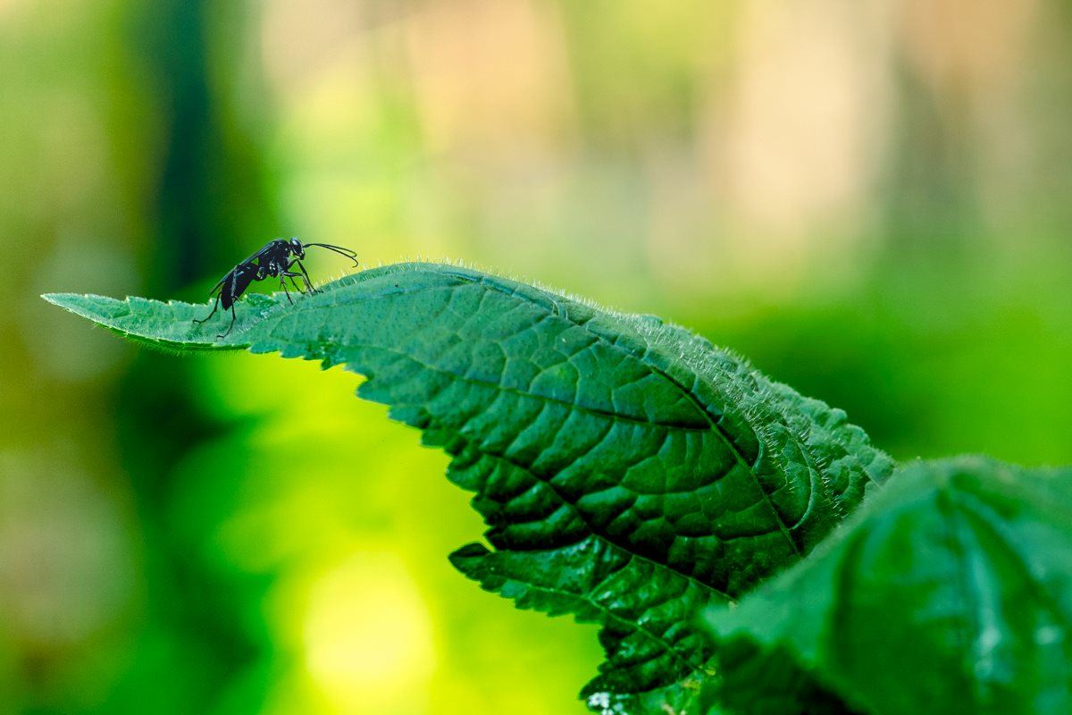 Black Ant on green leaf