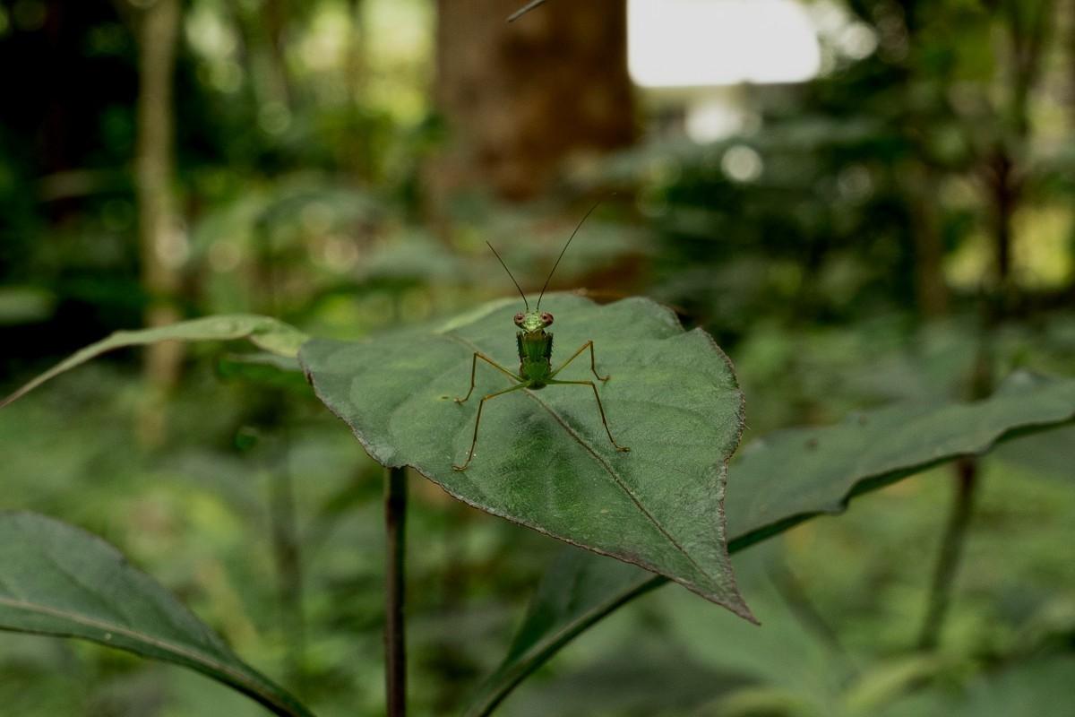  A green insect sitting on top of a leaf