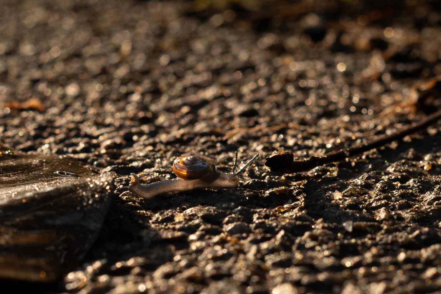 Snail crawling on the empty road