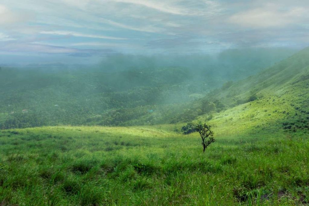 A small tree in a green field of Kalvari Mount.