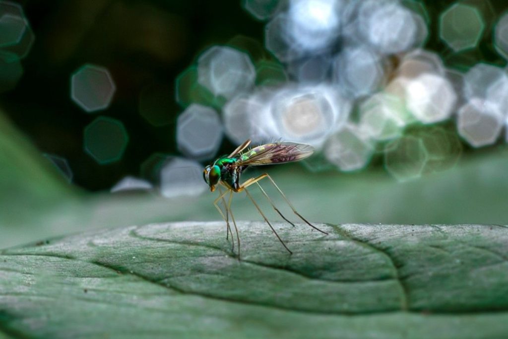 A Long legged insect on a Leaf.