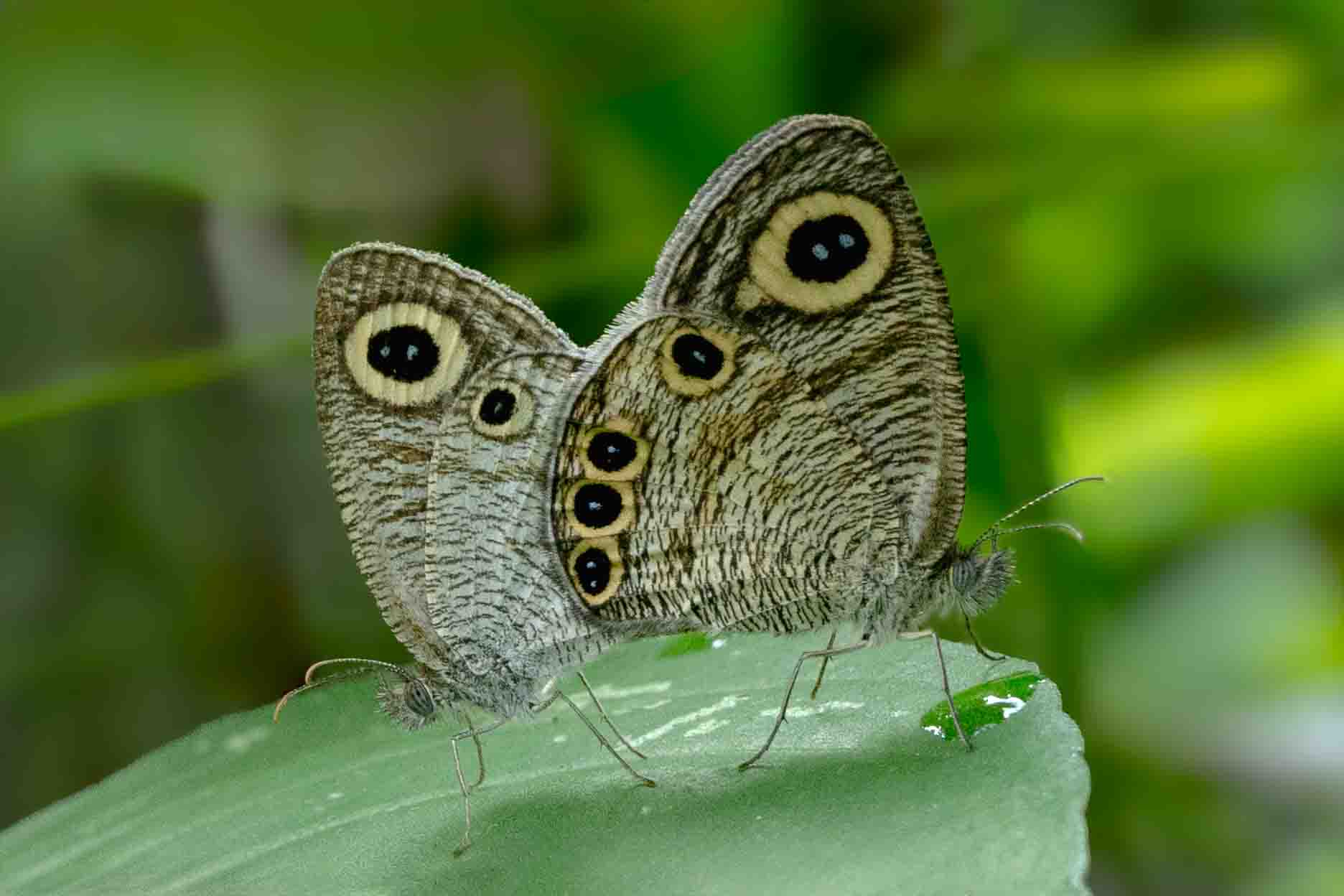 two butterflys on the leaf