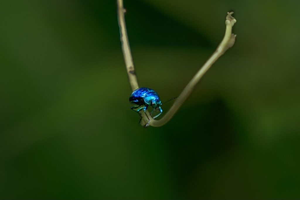 beetle sitting on vein