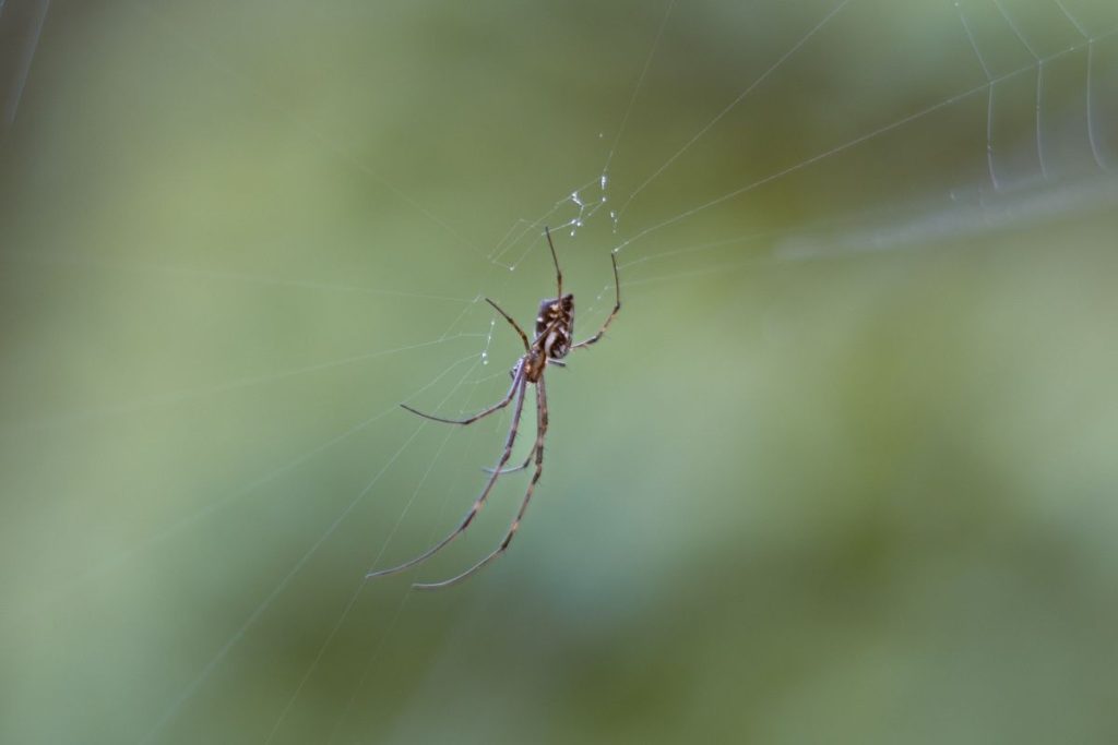 spider on the web.