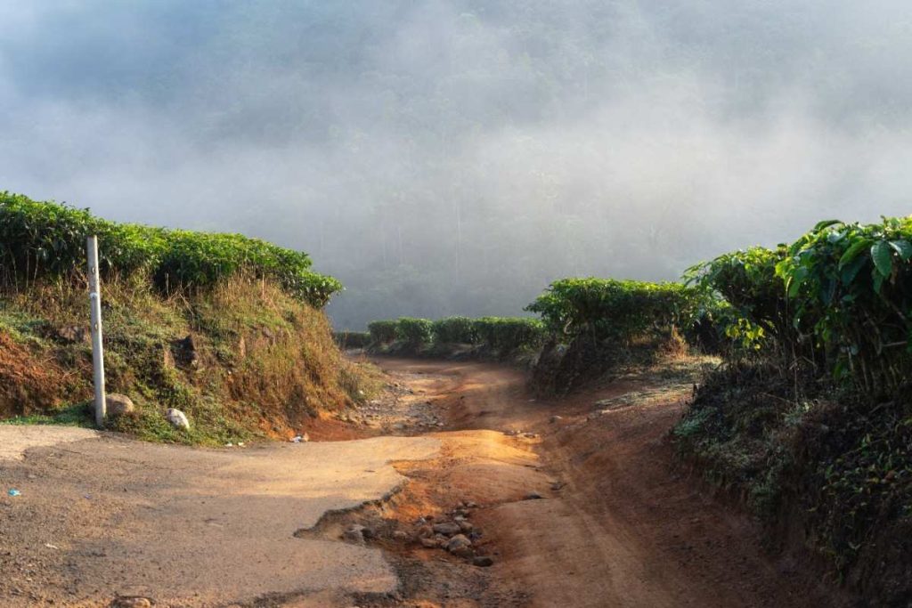 A road through a tea plantation.