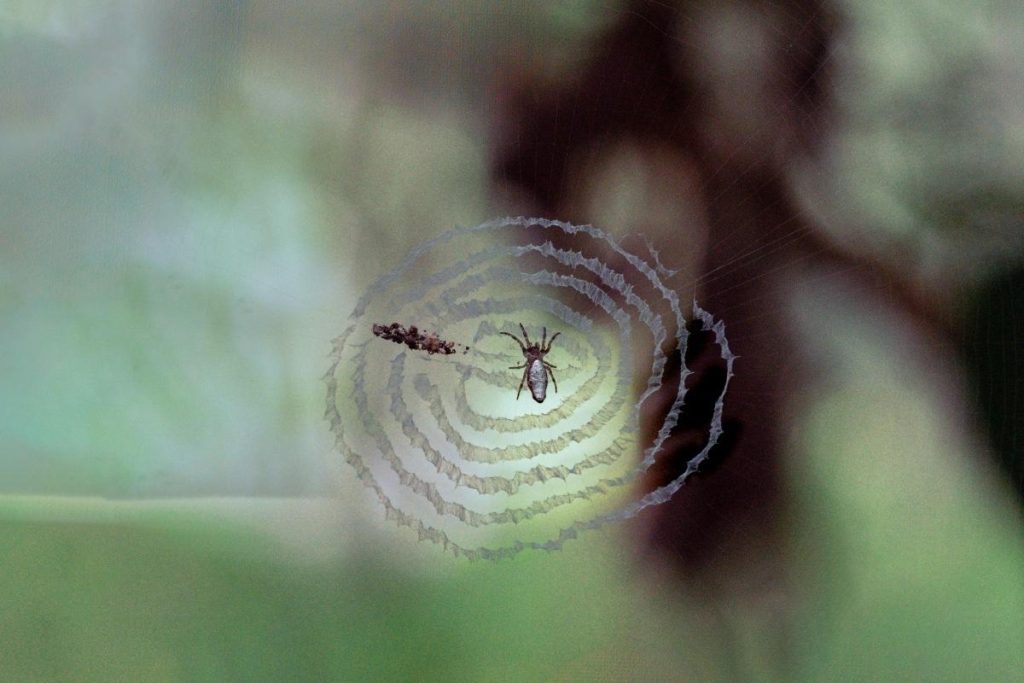 a tiny spider on the web