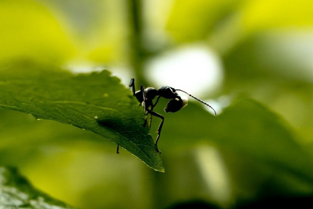 Ant lifting grain on green leaf.