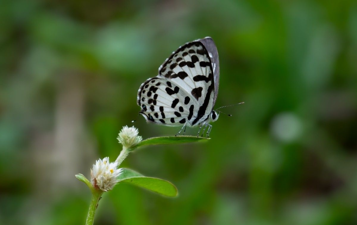 black and white butterfly sitting on a leaf