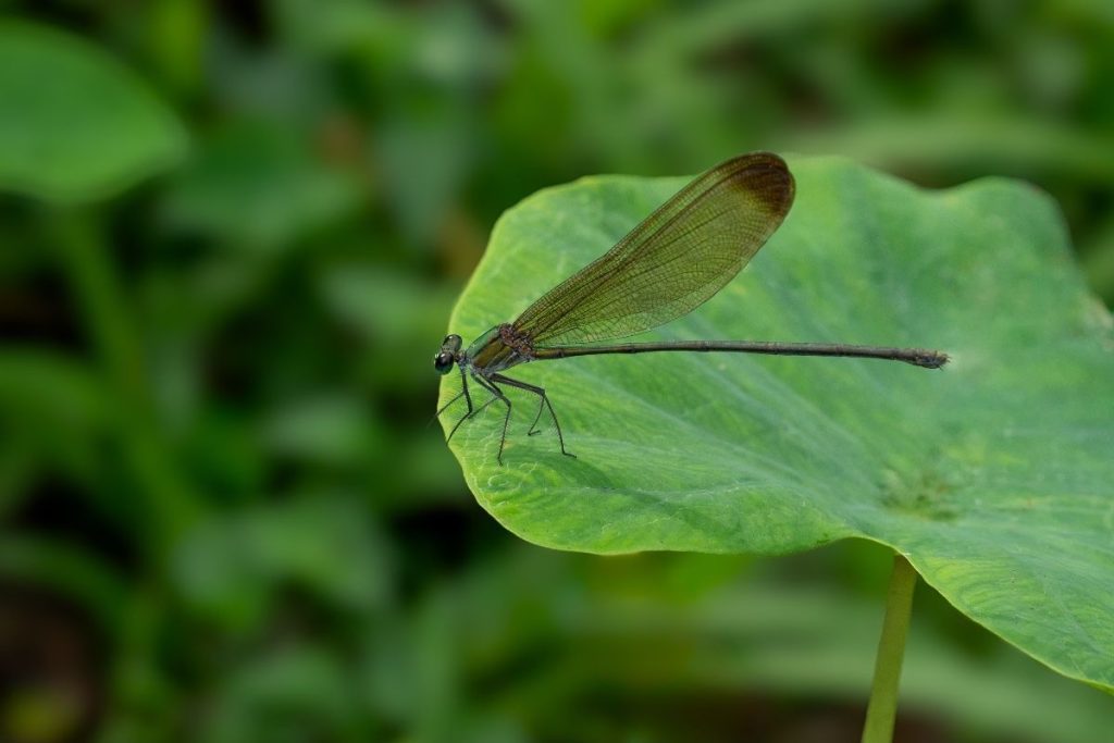 Dragonfly with big wings