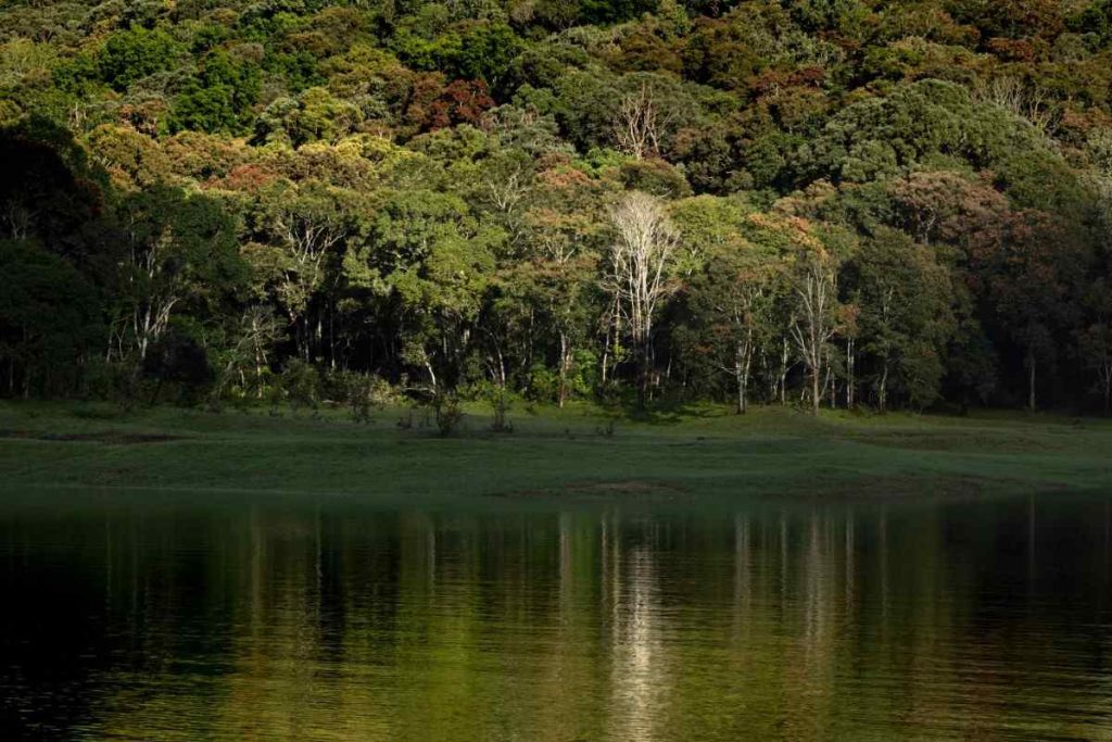 A beautiful reflection of forest