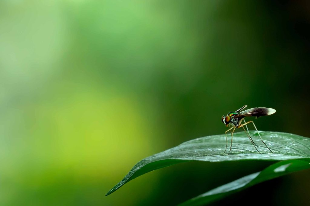 Green fly sitting on green leaf

