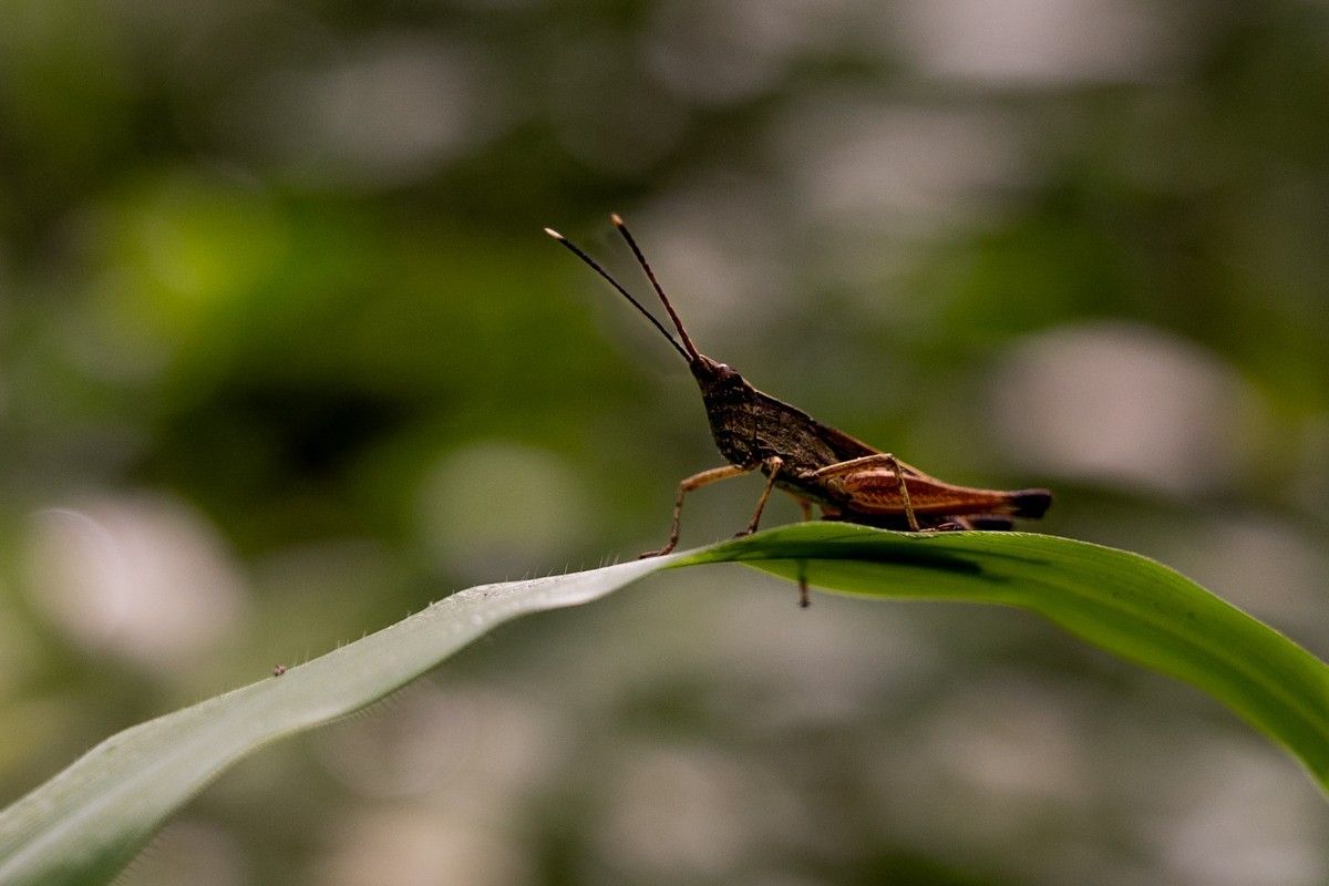 Black and brown coloured insect on a leaf