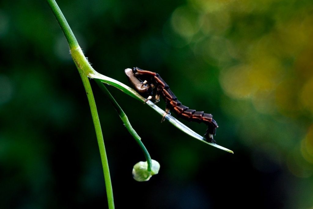 Climbing black Glow Worm