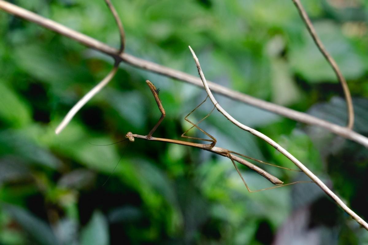 An insect hanging on a branch