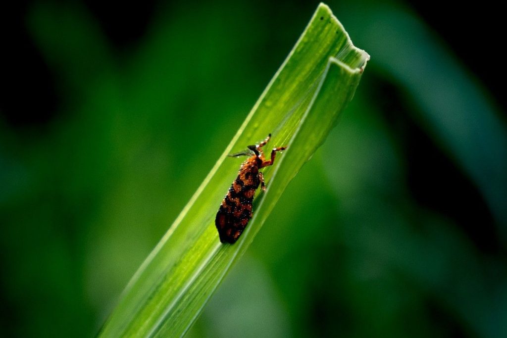 Nepita on leaf