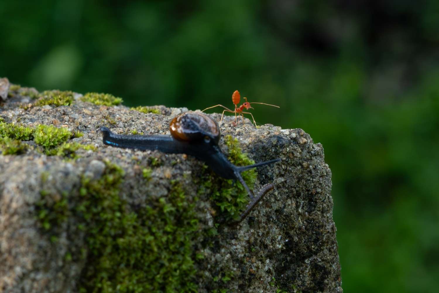 Snail about to fall