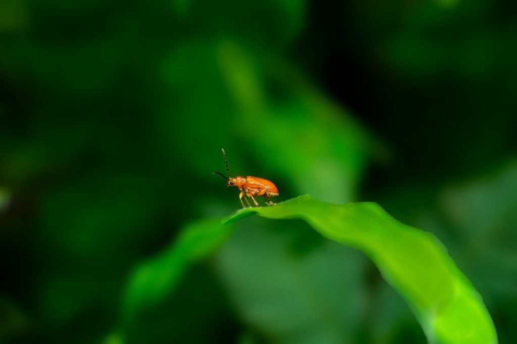 An orange insect is sitting on a leaf.