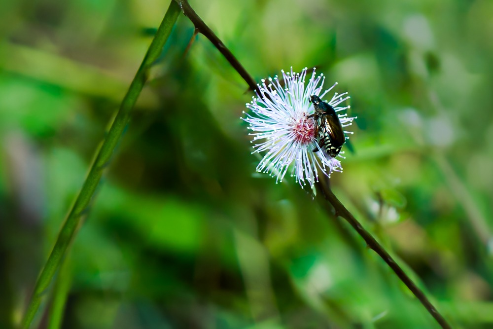 shiny brown bud sitting on a pink flower