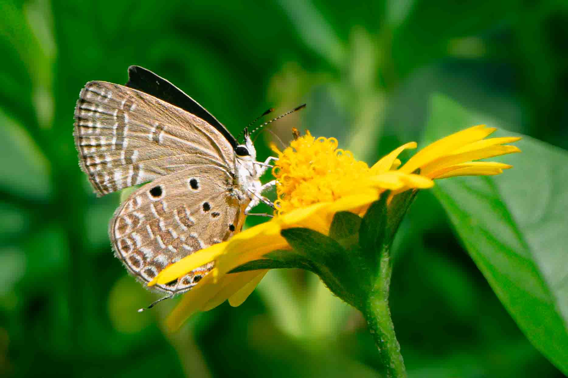 butterfly drinking honey