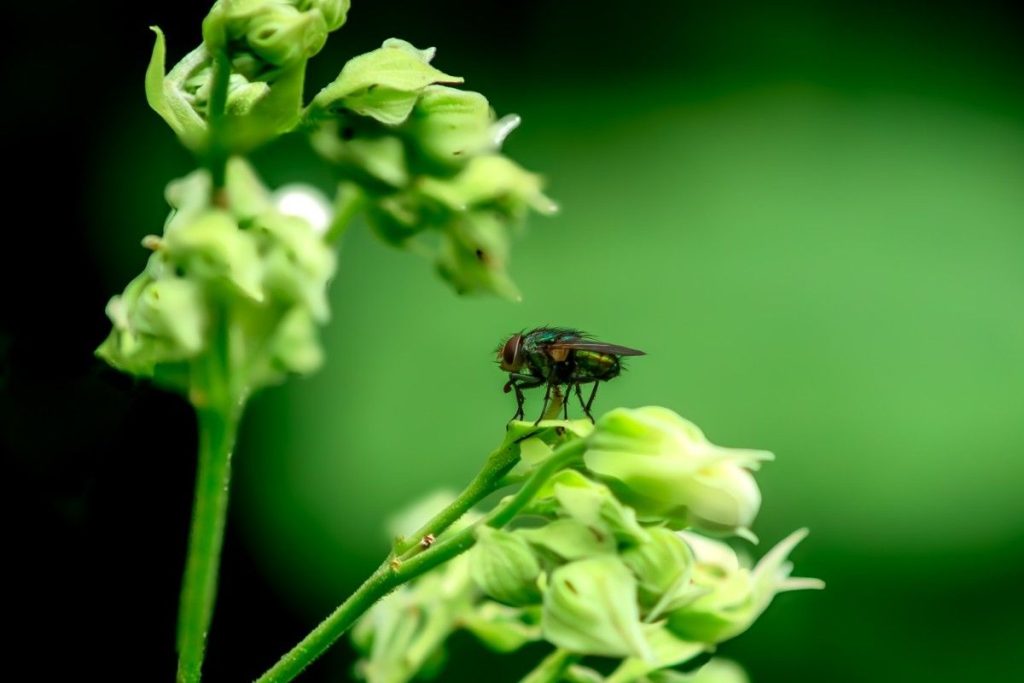 A house Fly is sitting on petals.