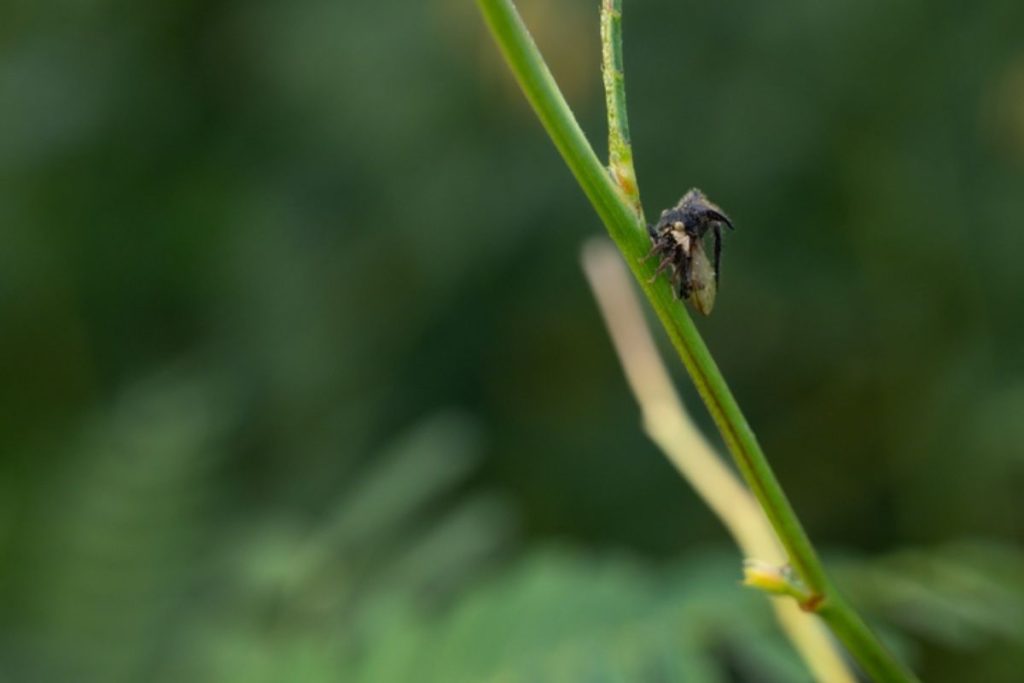  treehoppper is standing on a perch