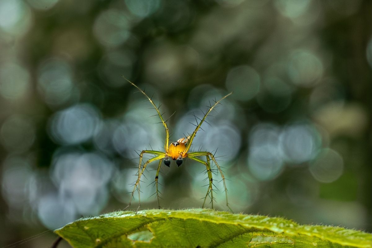 attacking spider on leaf 