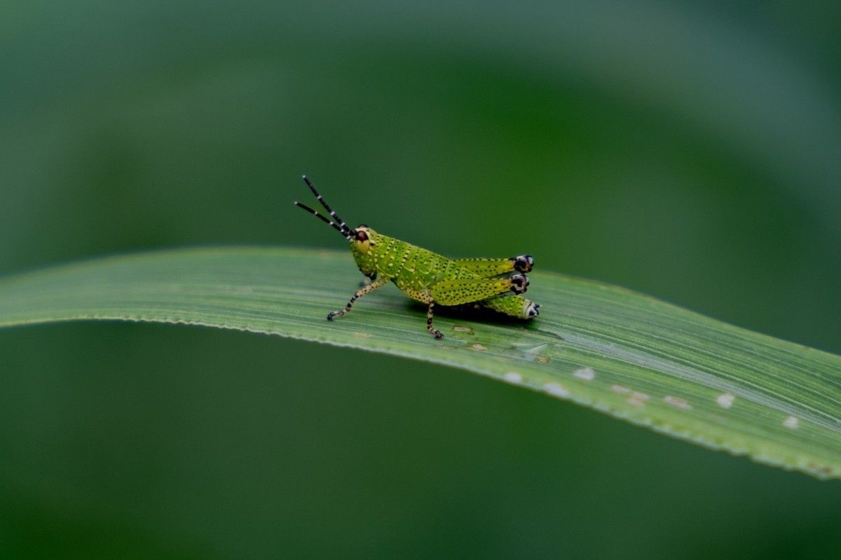 Dotted green insect on a leaf