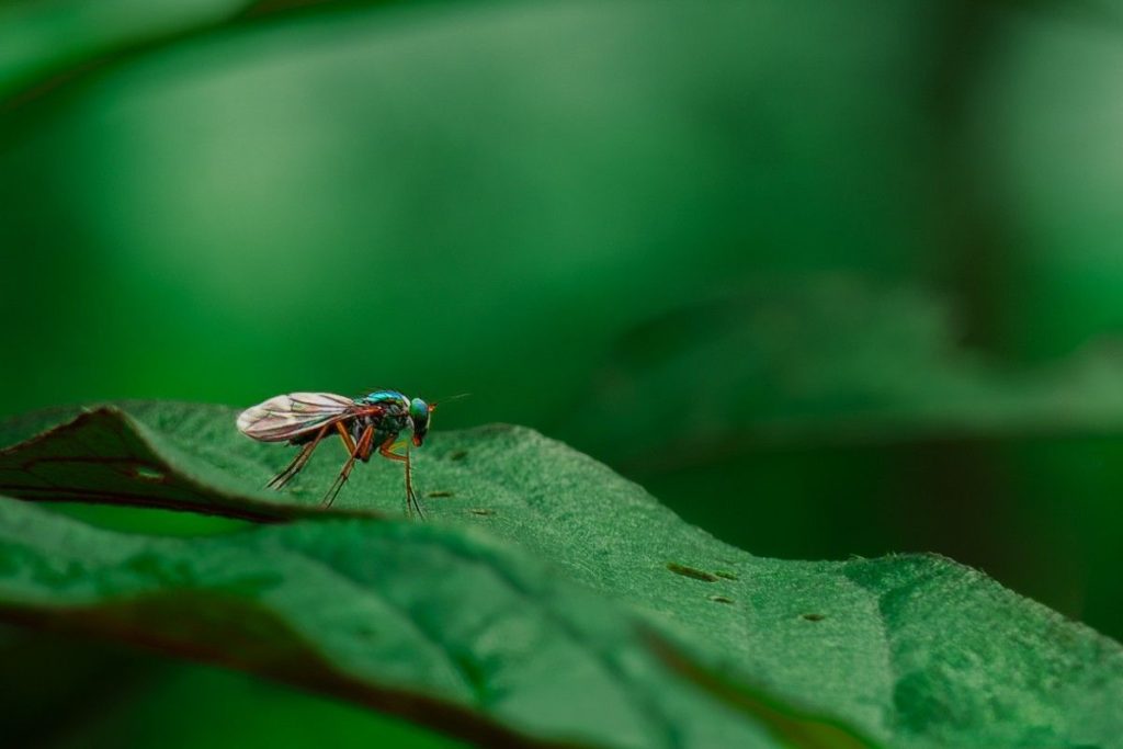 A greenish-orange bug sits on a green lea