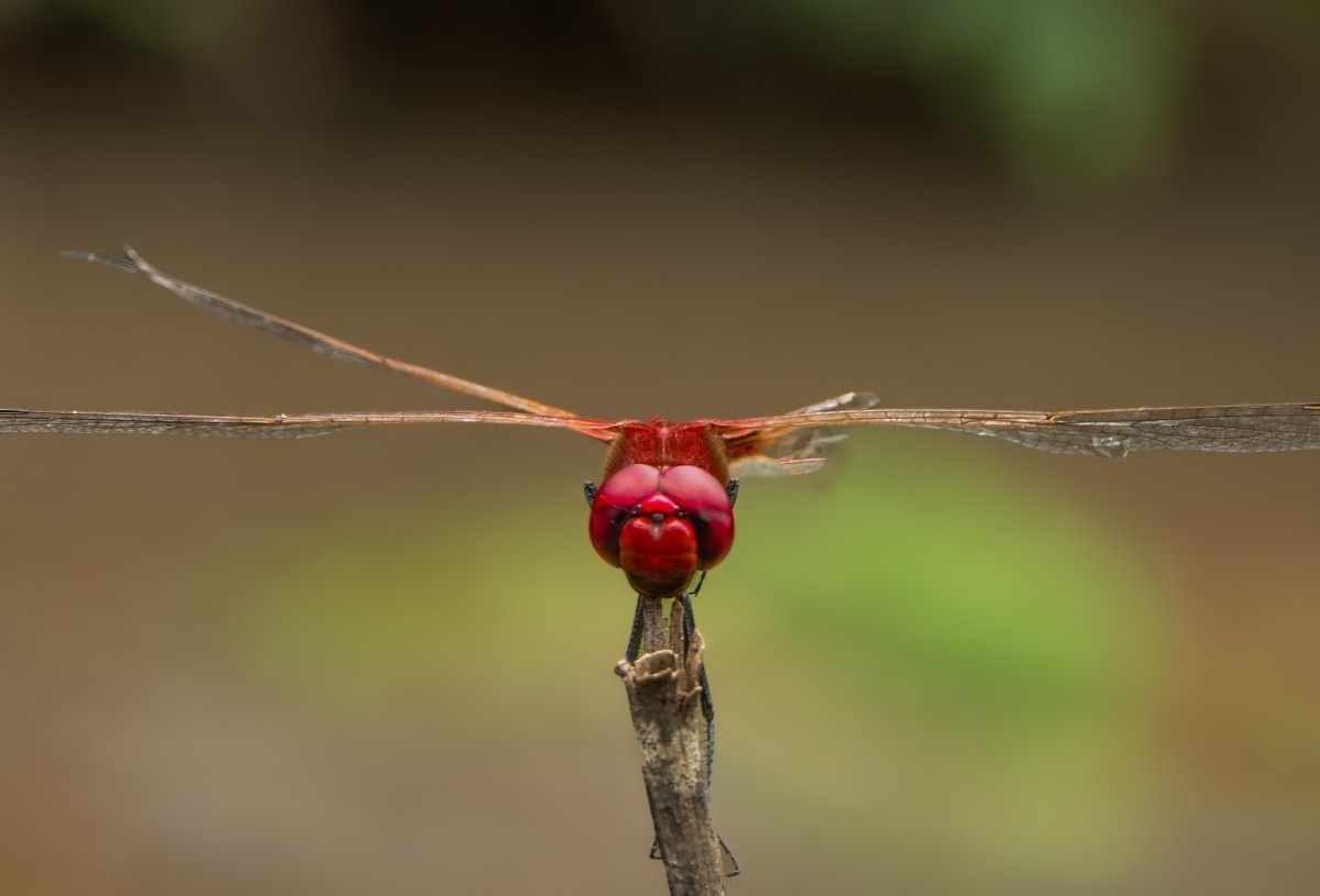 red color dragonfly sitting on the stick