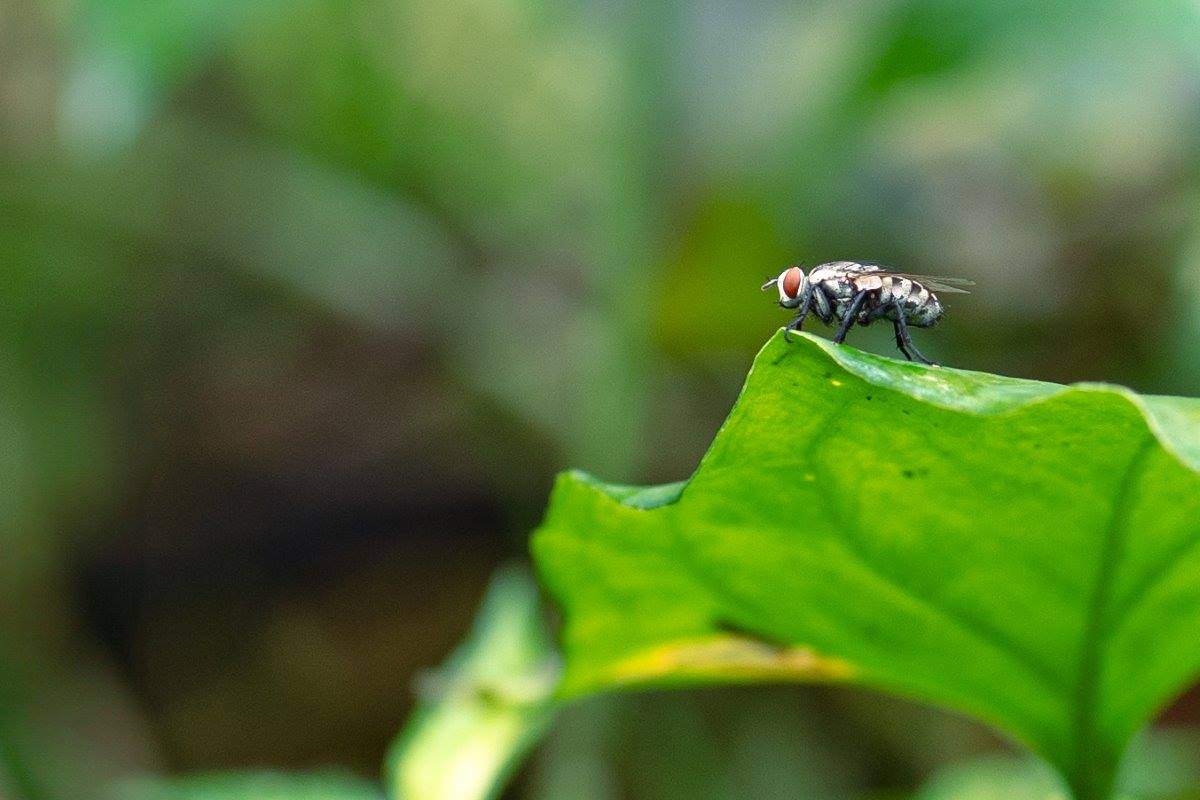 Fly on edge of the leaf