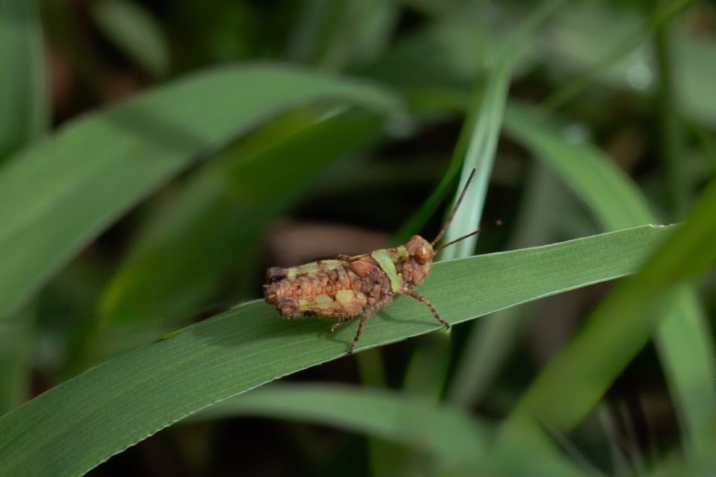 A grasshopper sitting on a grass