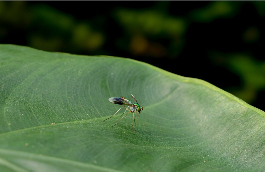 a sipho was resting on leaf