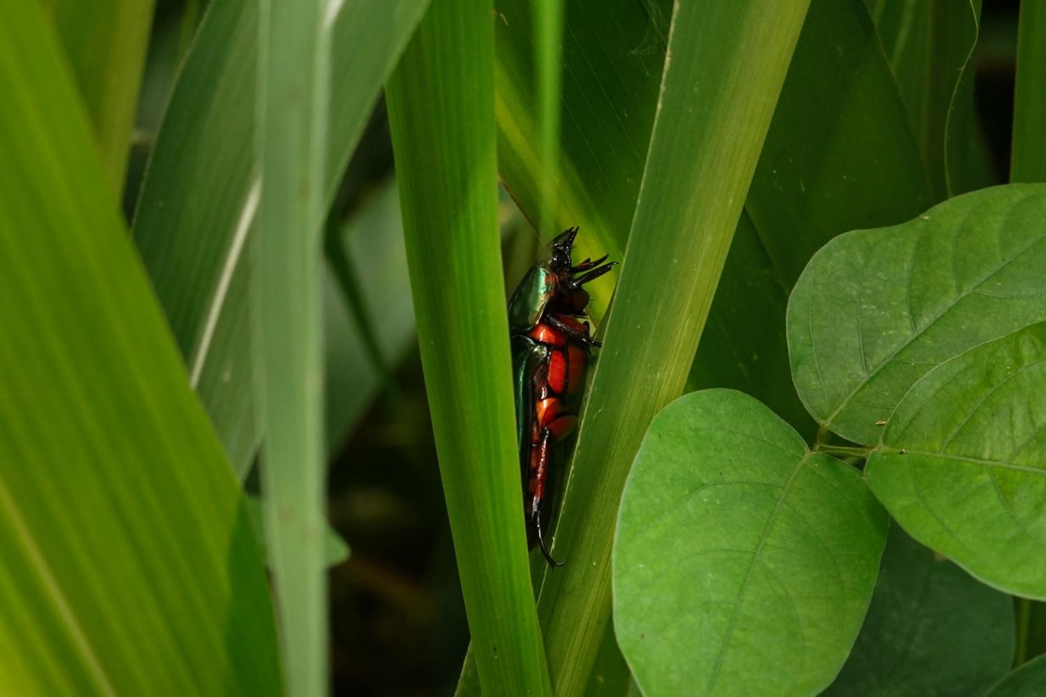 Beetle in its comfort