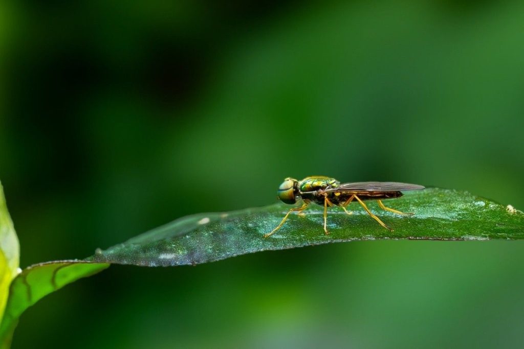 A radiant insect on a leaf.