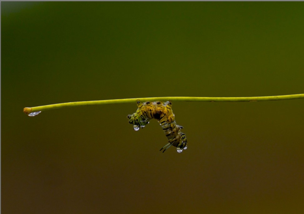 A caterpillar got wet in the rain