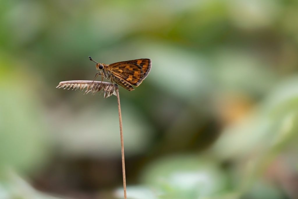 A butterfly sitting on steam