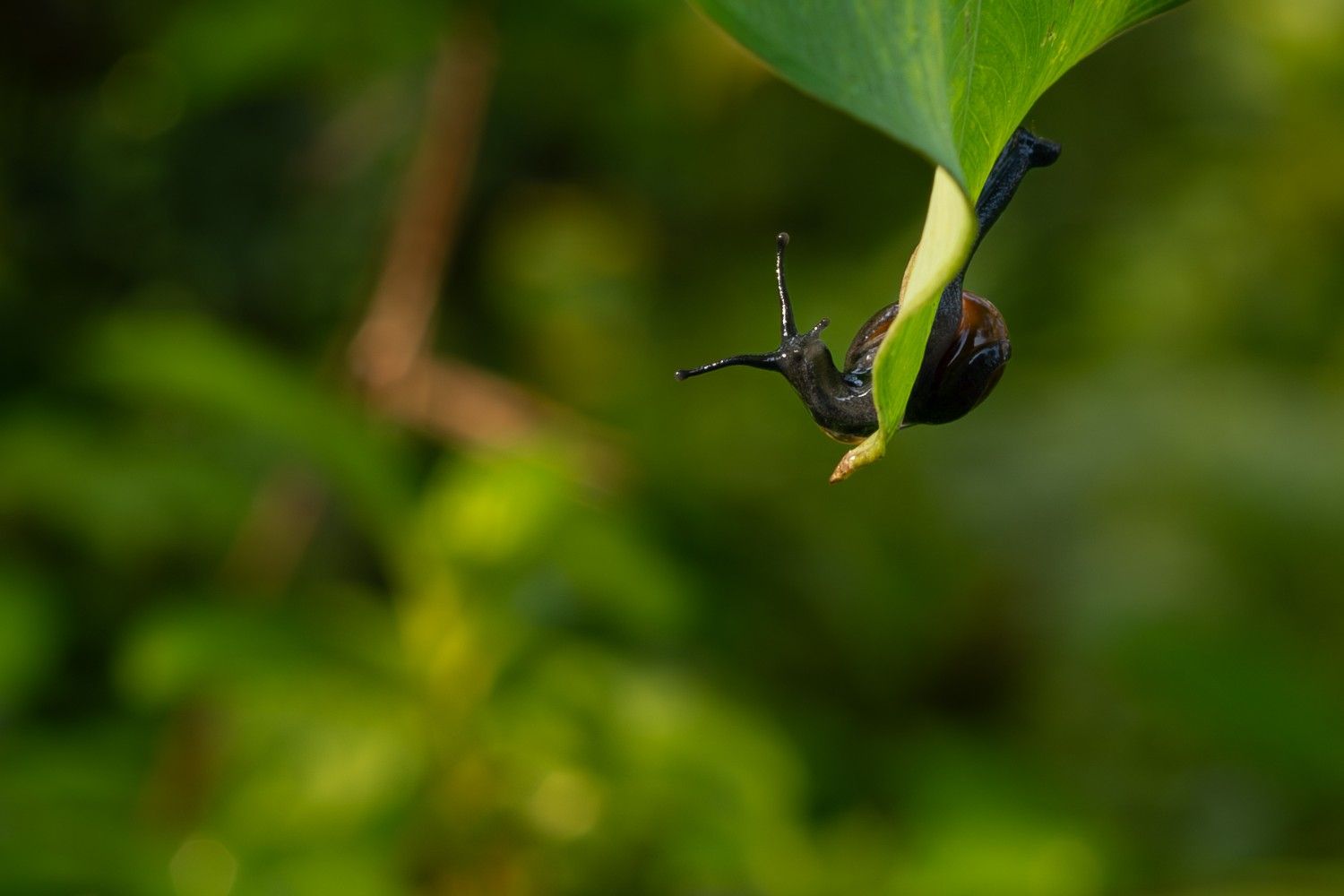 The snail grips the leaf tightly.  