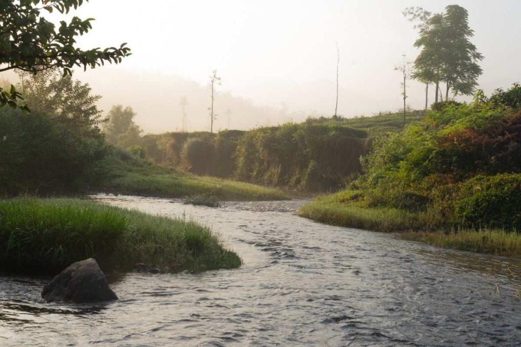 A stream surrounded by greenery.