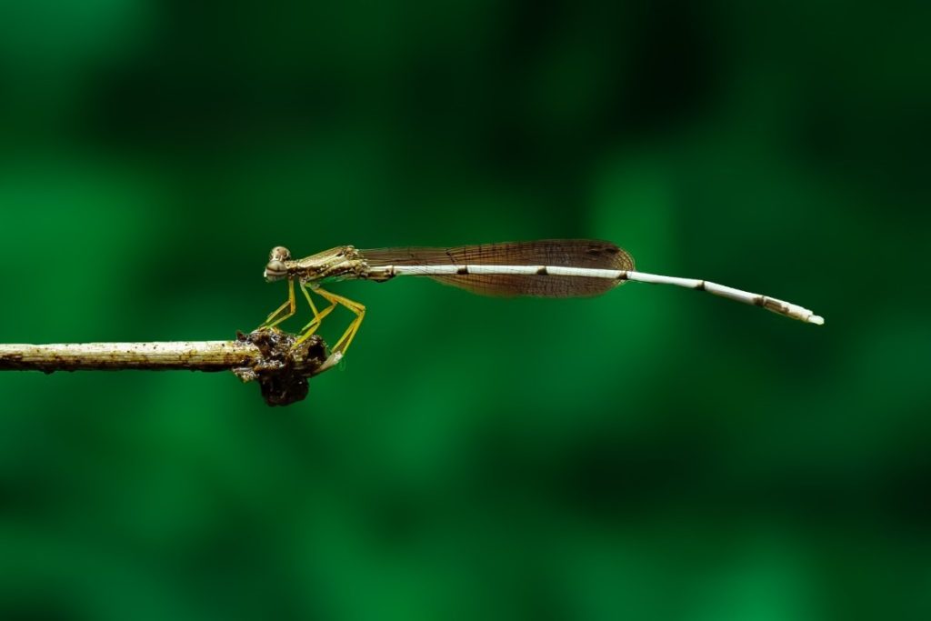 A brown butterfly is sitting on the leaf