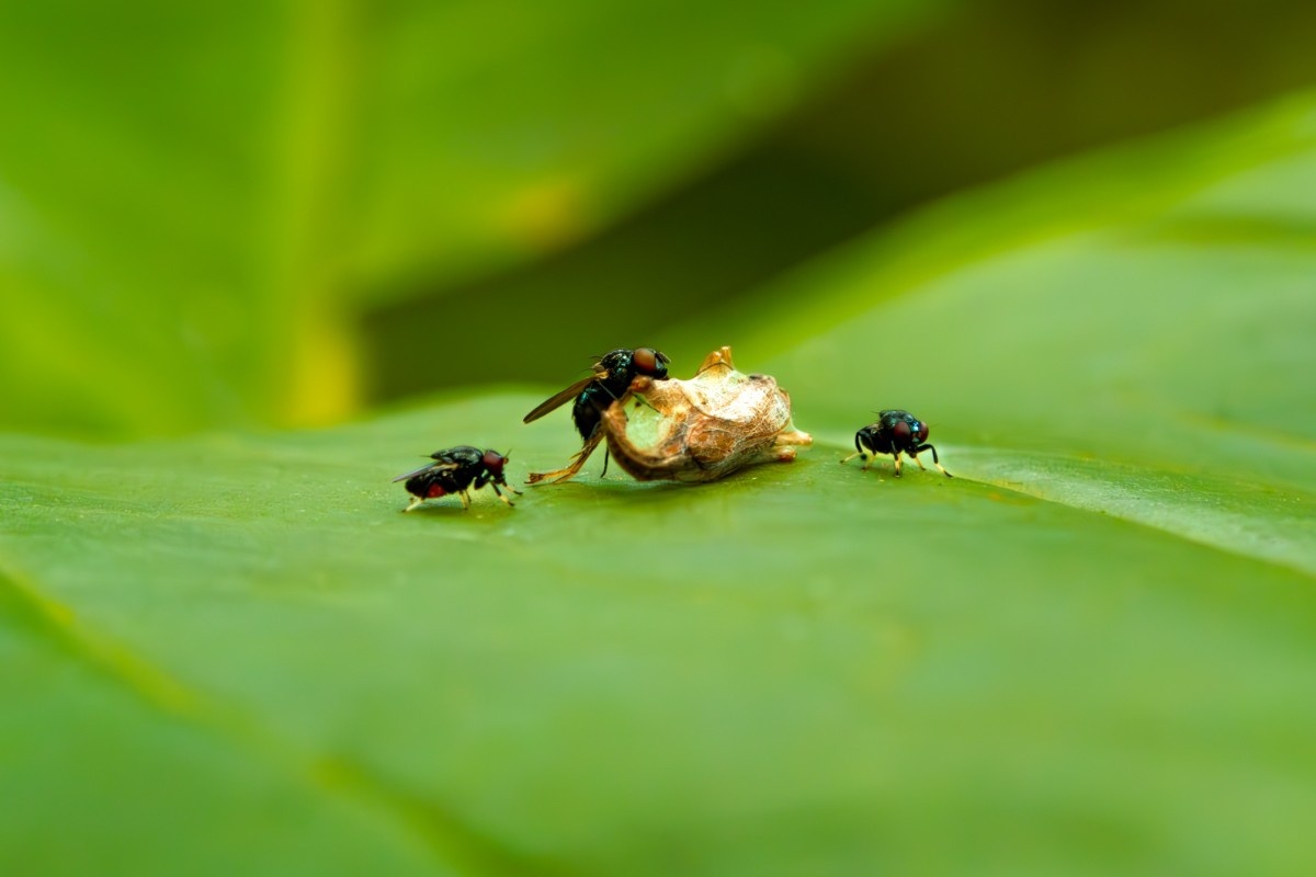 flies searching food on a leaf