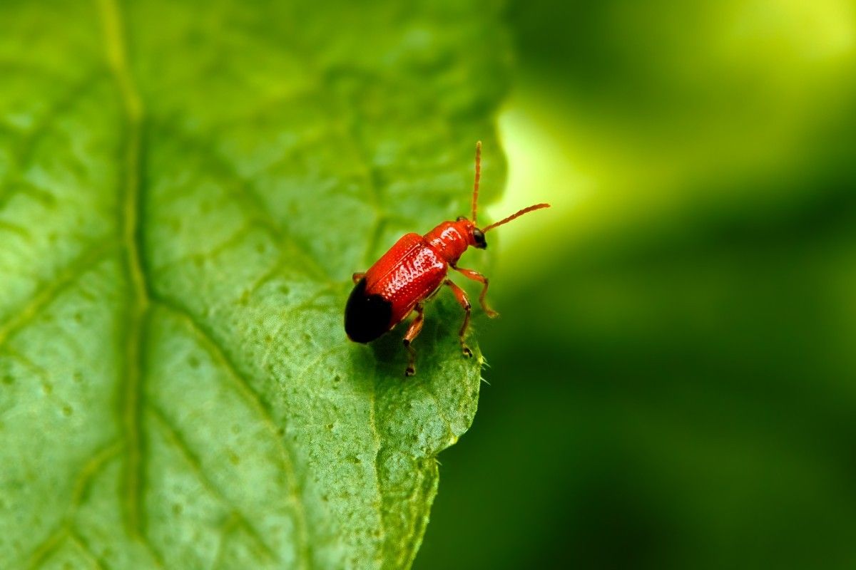 beetle looking from a leaf