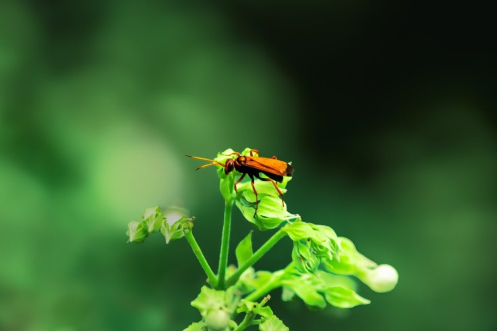 An insect is about to take off from a plant.