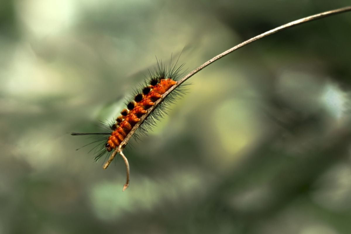 orange caterpillar on dry stem