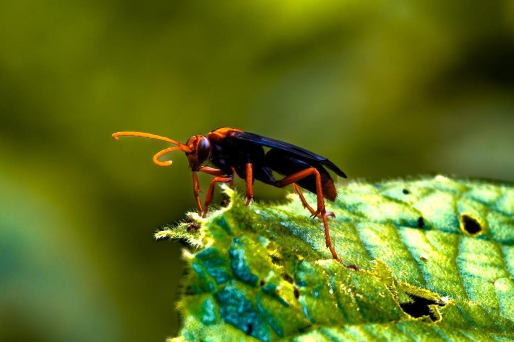 Red and blue wasp foraging leaf.