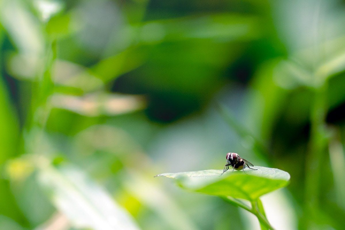 Fly resting on leaf