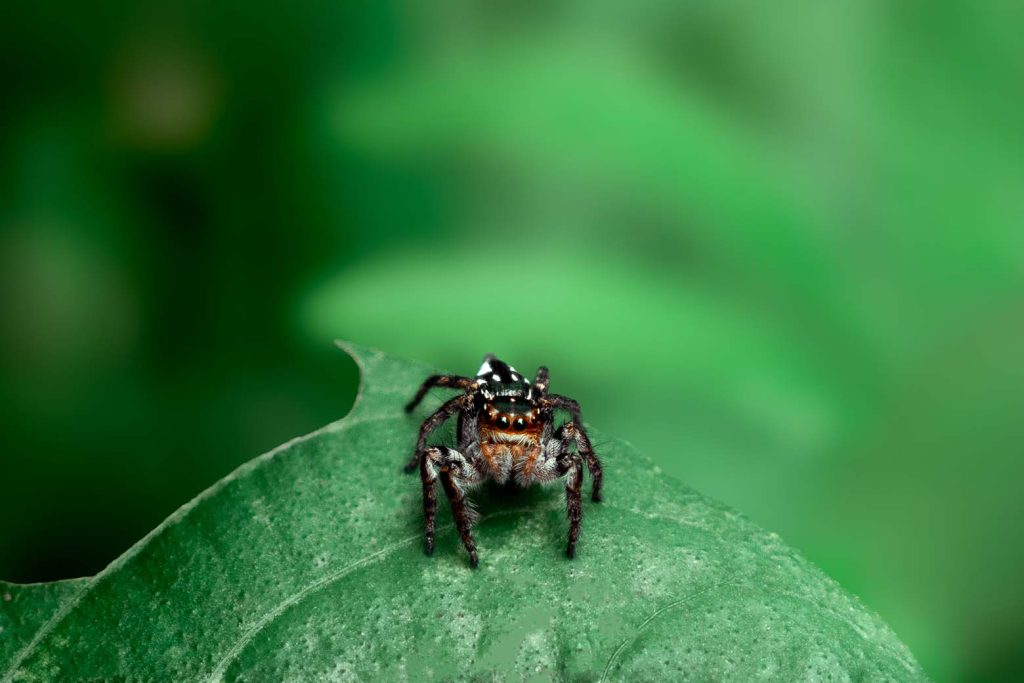 Spider sitting on a leaf